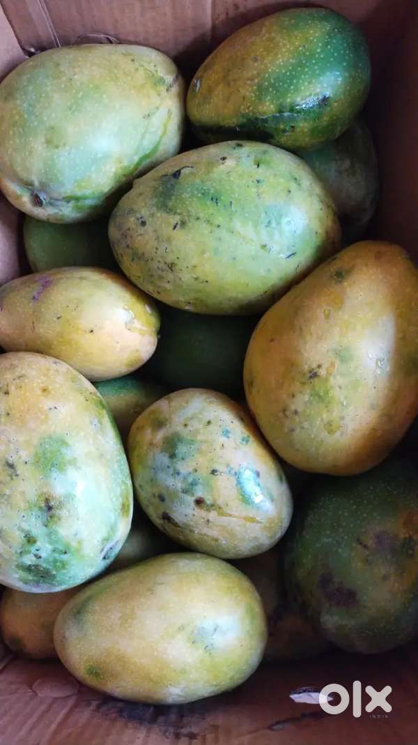 Himayath Mango sale Hyderabad
