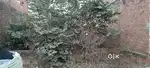Land near vikas nagar hastsal