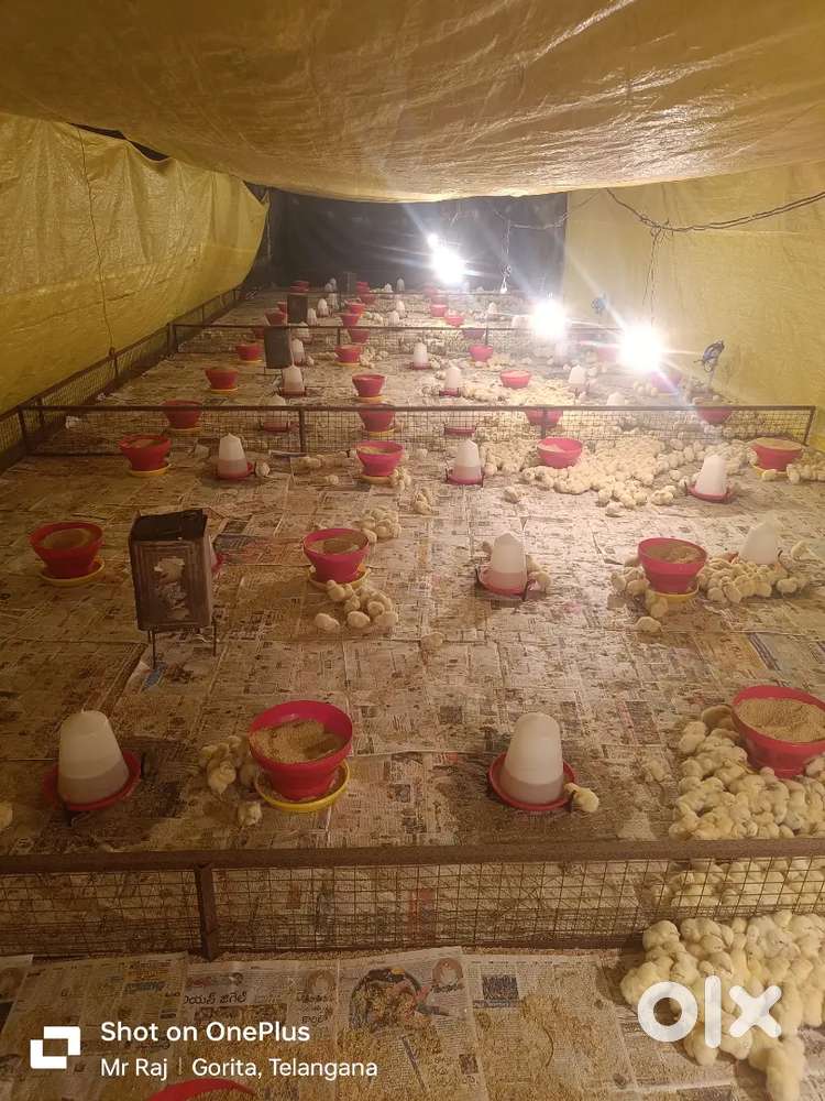 Poultry Farm Workers