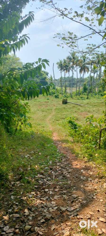 Land (paramb)-83 cent for sale in Kaiparamb, Edakkalathur, Thrissur