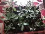 Adenium plant