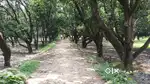 मुख्य रोड से जुड़ा हुआ खेती वाली जमीन खरीदे तीन तरफ से रोड है