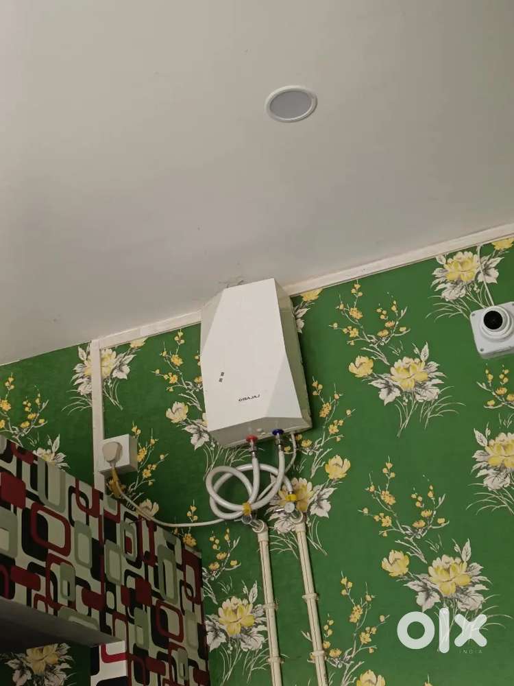 Gizzer 5 litter (1 year)