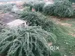 9 lakh only 2 plot