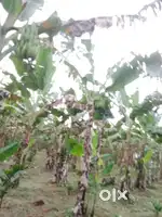 6.5 Acre purayidam near kidangoor pala paduva suitable for farm
