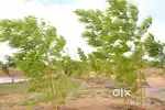 AMANGAL RRR