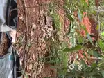 10 cent house plot with flour mill for sale in mannarkkad