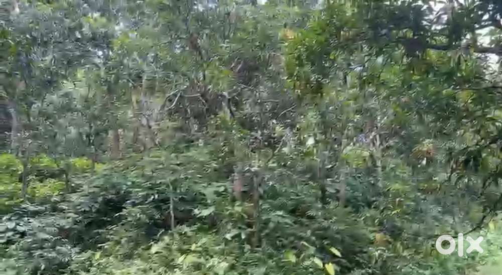 Land sale in arapur (bagan)