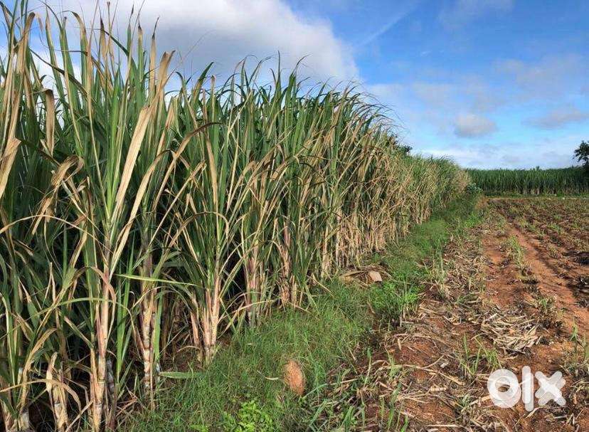 Land for sale near Heritage Resort Hampi, Malpanagudi