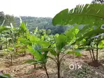 45 CENT RESIDENTIAL PLOT & 1106 SQUARE FEET HOUSE FOR SALE