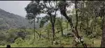 A plot for cardamom agriculture 8 acre