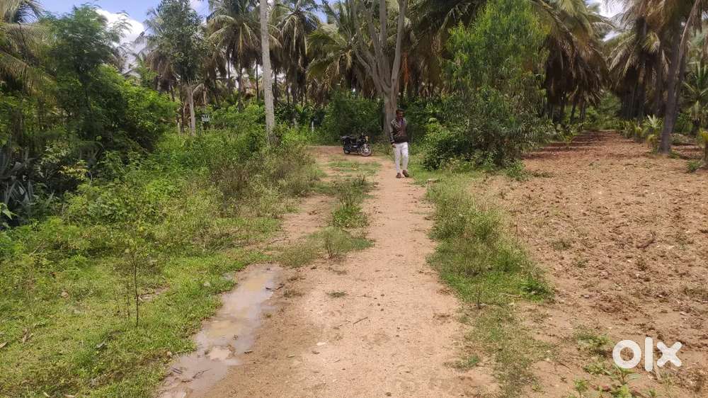 Agriculture land
