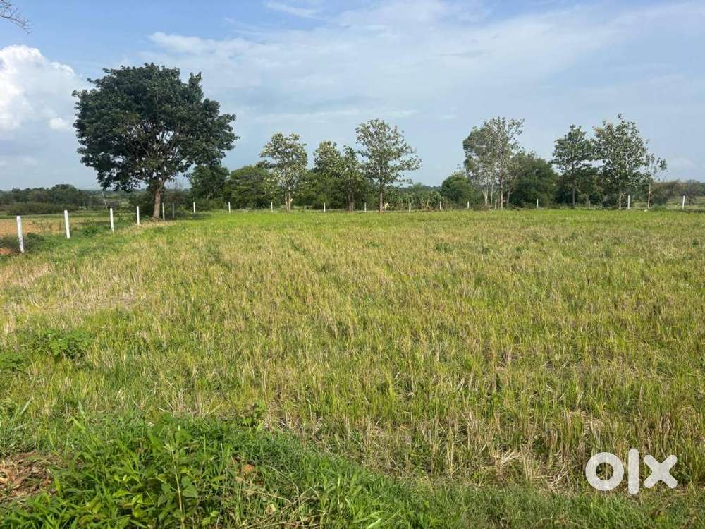 Near Gajwel,13 Guntas agriculture land for sale,Clear Title,Boundary