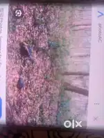Land for sale at Naika, Jhusi, Allahabad