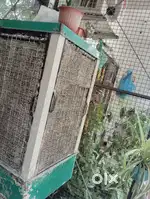 One year old Air colar