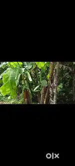 বারাসাত বামুনমুড়া নলকুড়া কুসুমকুমারী স্কুলের পাশে