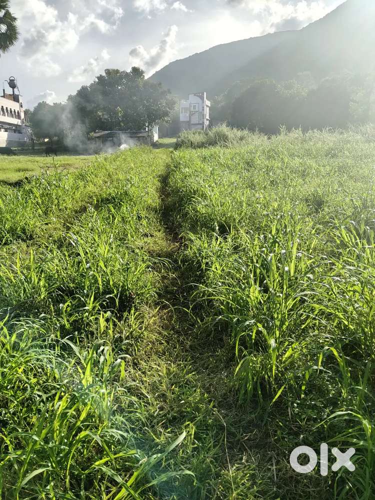 East facing plot, 15 feet gravel road