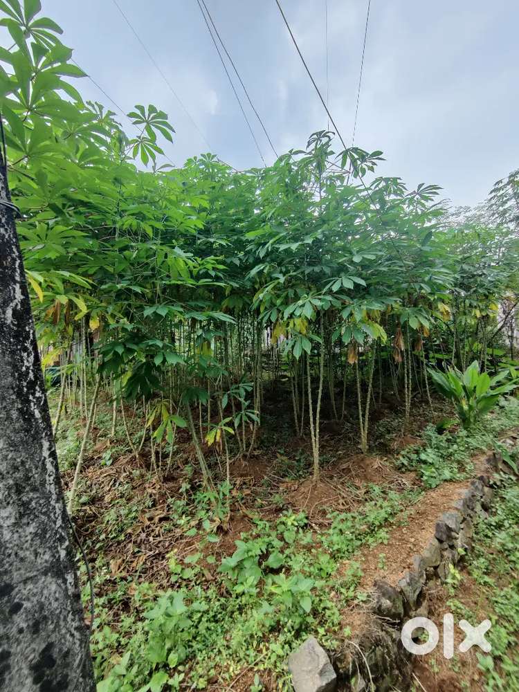 16 cent land with house for sale