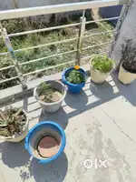 Plot sale in low price