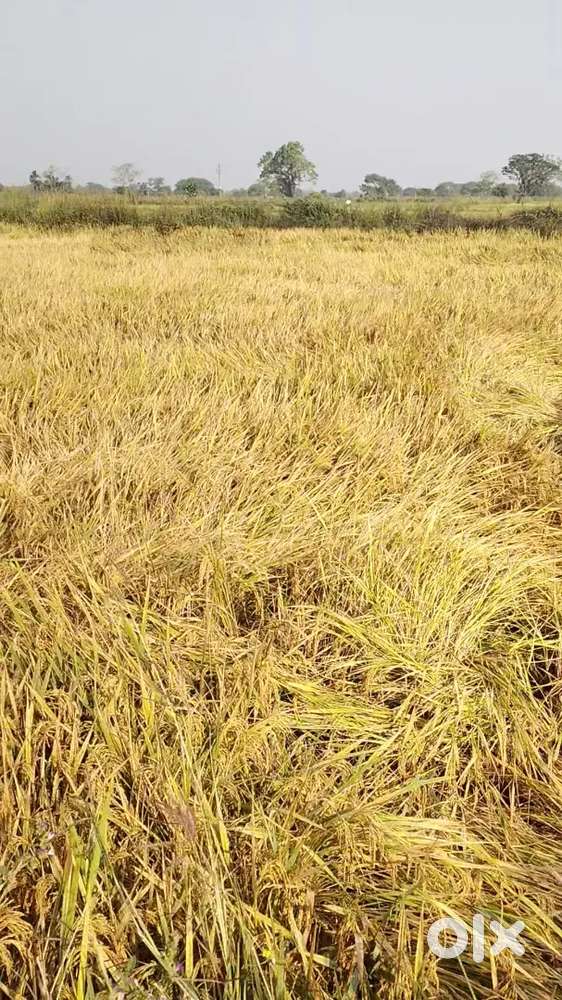 Near river and road distance of 5km from mahasamund