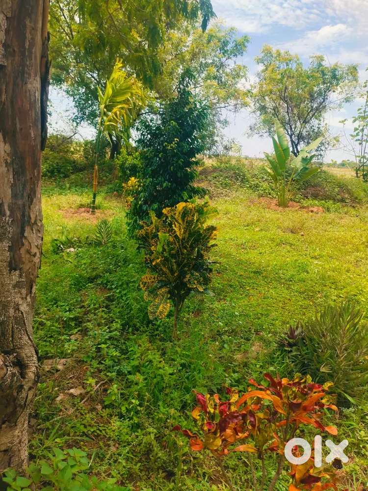 Very low budget plots for sale Walajabath