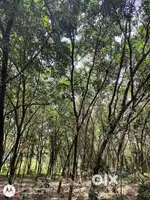 Eye catching area for rubber business and house plots and farming