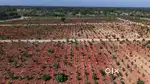 Farmland with Legal Docs & Full Amenities – Gauribidanur