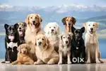 Pet grooming helper