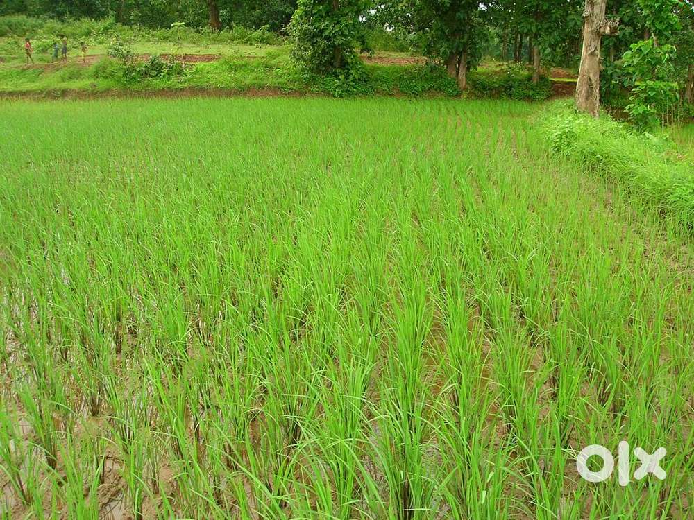 Agricultural Land (Khet) Price Negotiable
