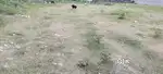 Ye Jamin parora chowk viddya bihar school se pehle