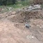 This is agriculture land. Good soil