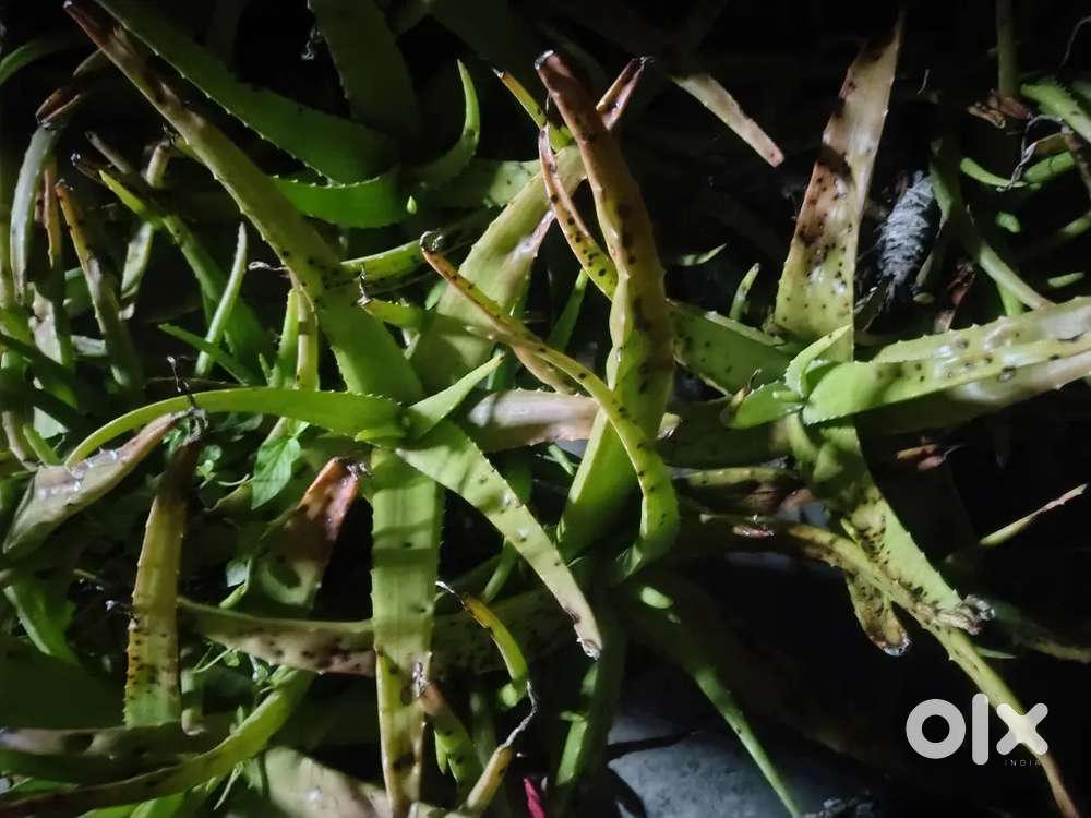 Aloe vera leaves