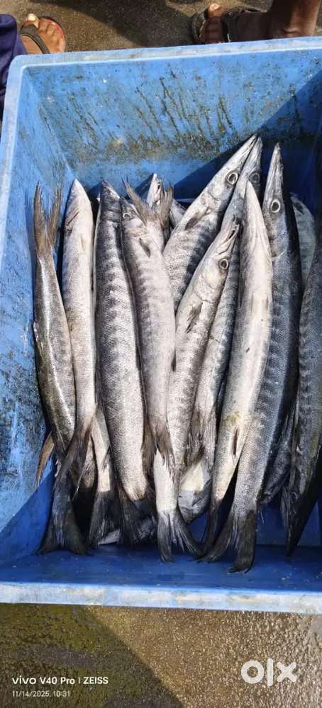 Wanted Fish cutter for Sunday only