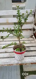 plants more than 20 plants