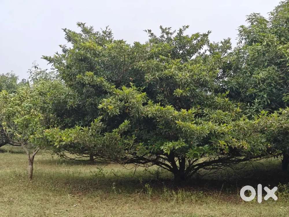 Agriculture Mango Sapota Orchard with teak plants