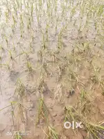 LAND and PLOT