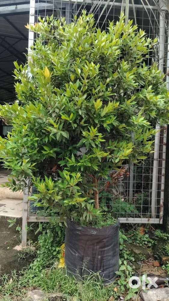 Plantshop  indore plants