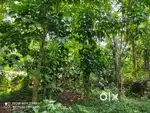 20-Cent Plot with House for Sale in Appad, Wayanad