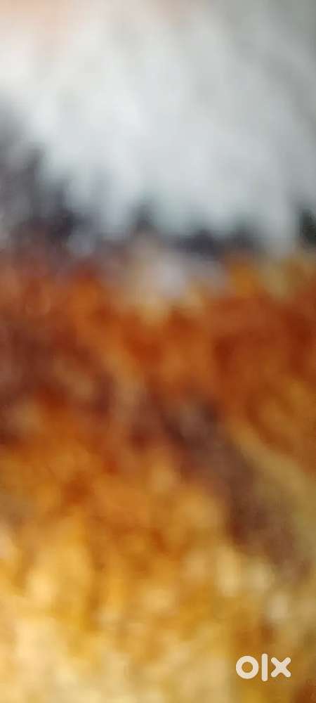 Ews flat bpl bahadurgarh