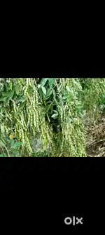 गावाजवळ रोडलगत शेती विक्रीस उपलब्ध