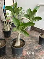 Drawf plant