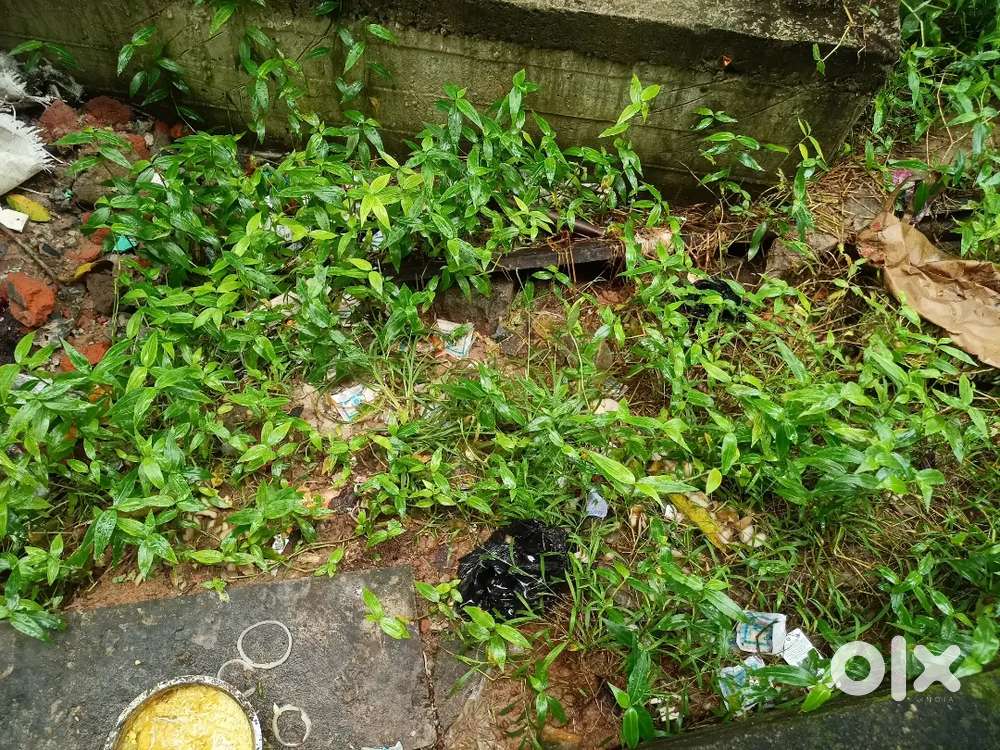 দুই কাঠা বাস্তু প্লট বরধমানে হ্যাচারী তে
