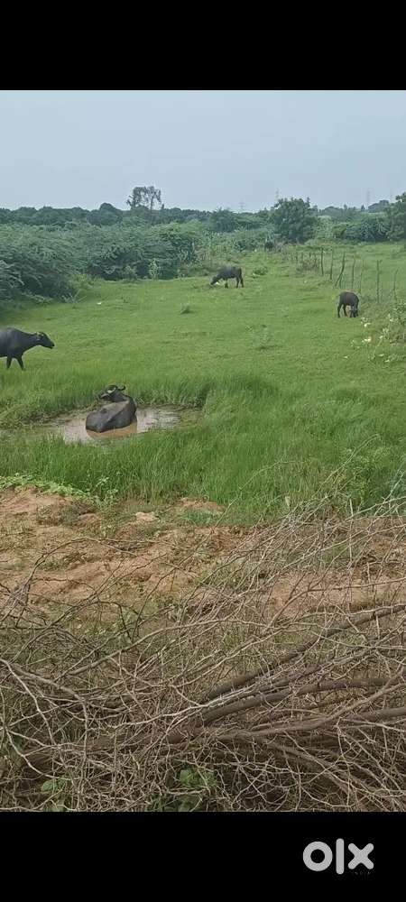 Pollam for sale 69 cents land