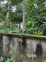 6cent plot for sale pongumoodu