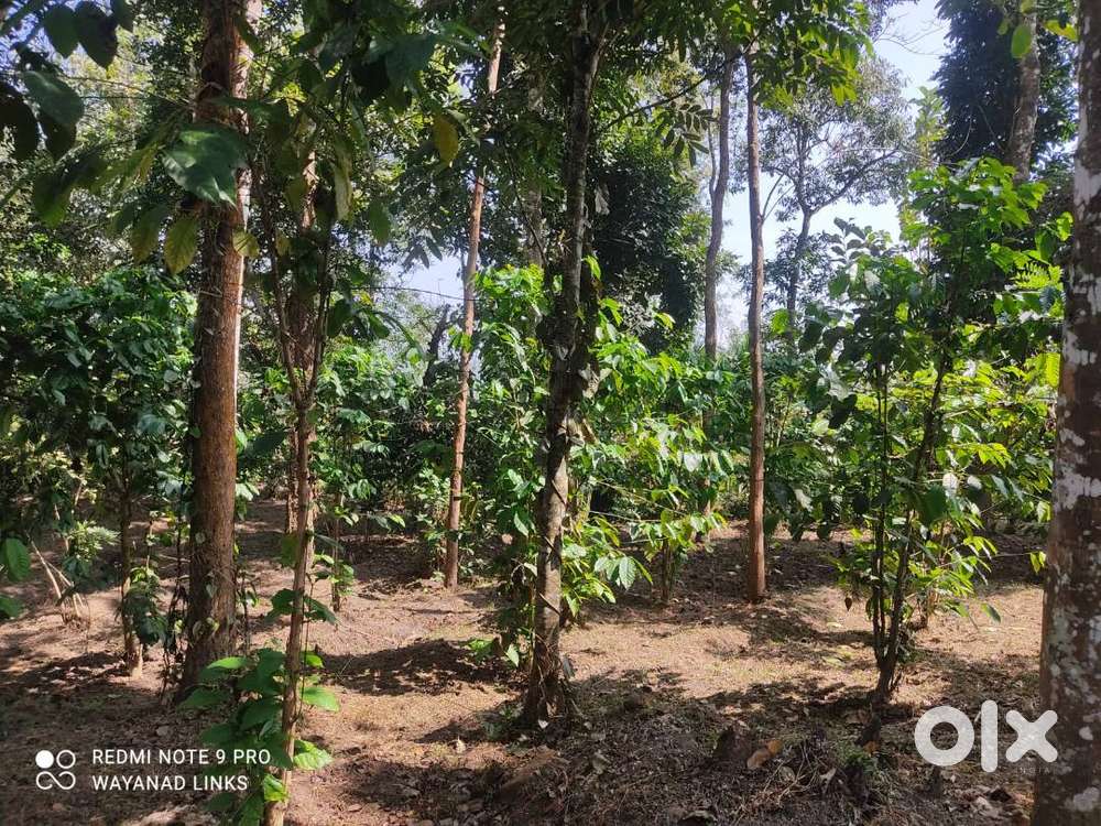 4-acre east-facing plot for sale in Padichira, Pulpally Wayanad