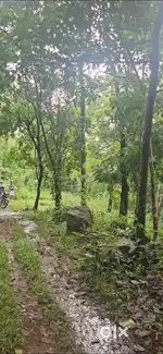 44 cent Land For sale at Palakkayam thattu kannur