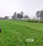 Agricultural Land 65 BISWA Farm Khet, Surjanpur Azamgarh