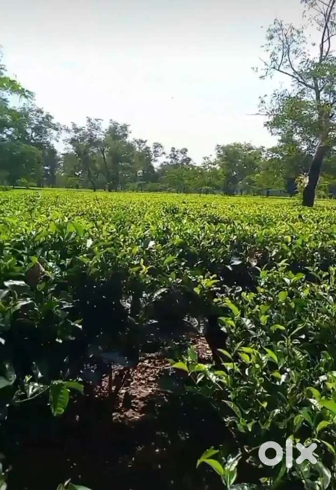 Tea garden for sale