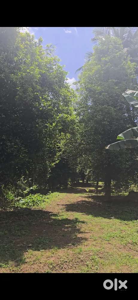 House plots 10/20/30/50c 500mtrs from NH544, Vazhukkumpara @ ₹2 L/cent