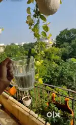 Need girl flatmate independent unfurnished flat old palasiya